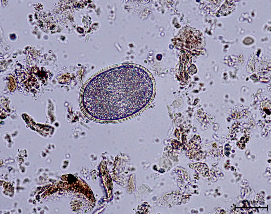 found in rats/rodents