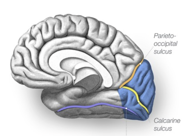 <p><span>unique to primates that separates the first and second visual areas on each side of the brain. correlates with enhanced visual processing capabilities</span></p>