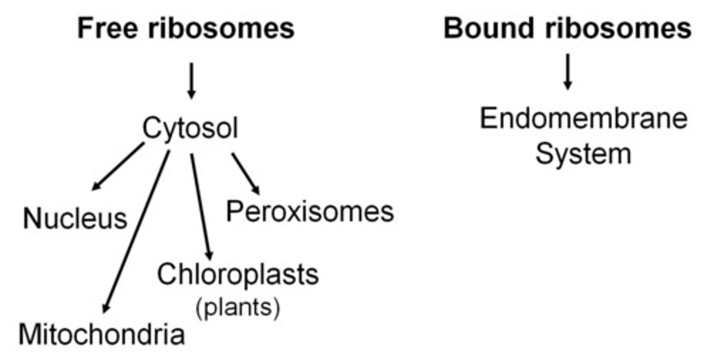 <p>Function: Particles made of rRNA proteins; in 2 locations</p><p>ribosome: carry out photosynthesis</p><p>Bound: outside of the ER of nuclear envelope</p><p>Free: cytosol</p><p>Structure: picture</p>