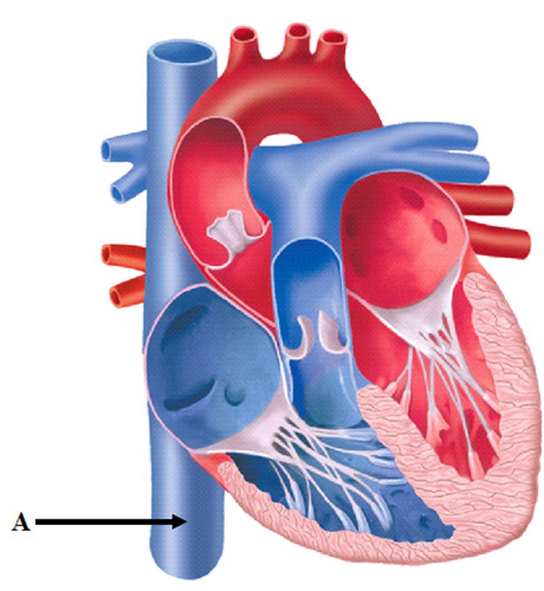 <p>Receives deoxygenated blood from the bottom half of the body and takes it to the heart</p>