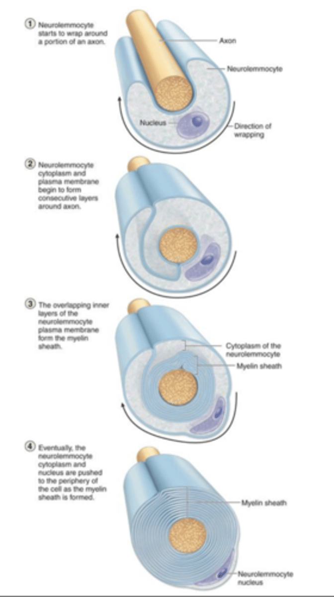 <p>what is the function of neurolemocyte (Schwann cell)?</p>