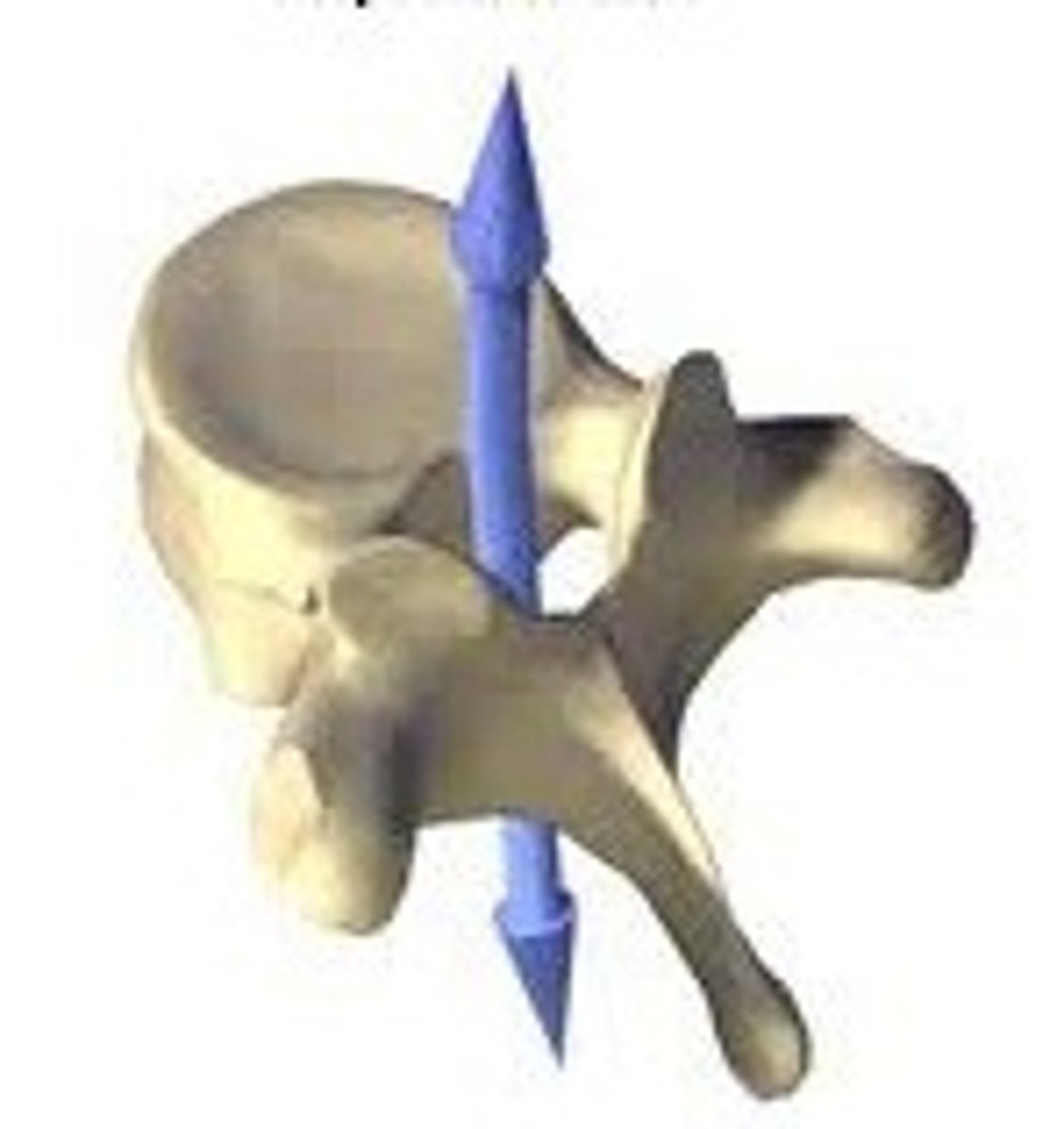 <p>contains the spinal cord</p>