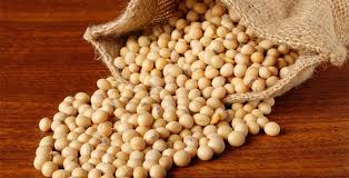 <p>soybean</p>