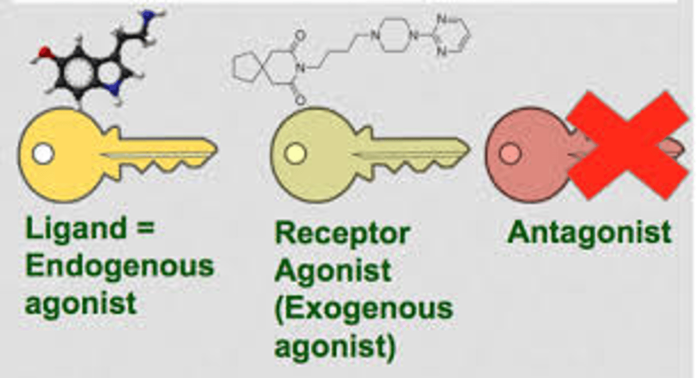 <p>-Exogenous: comes from outside of the body( ex: exogenous insulin, is a synthetic made insulin that is administered to patients that their body cannot make its own insulin; so this insulin that comes from the outside is an exogenous agonist).</p><p>-Endogenous: Produced by the body (ex: insulin in healthy patients, is made by the body. the body makes it by its self).</p>