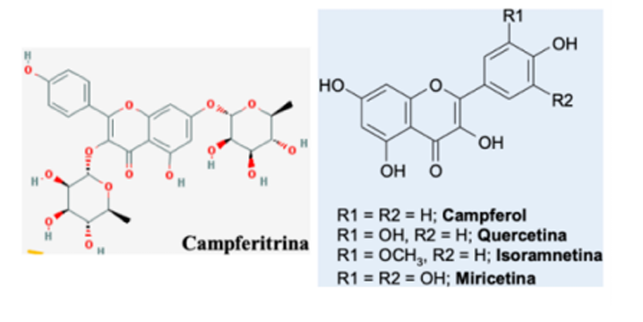 <p>Composto: campferol, quercetina, campferitrina (este n é afinal marcador taxonómico)</p>