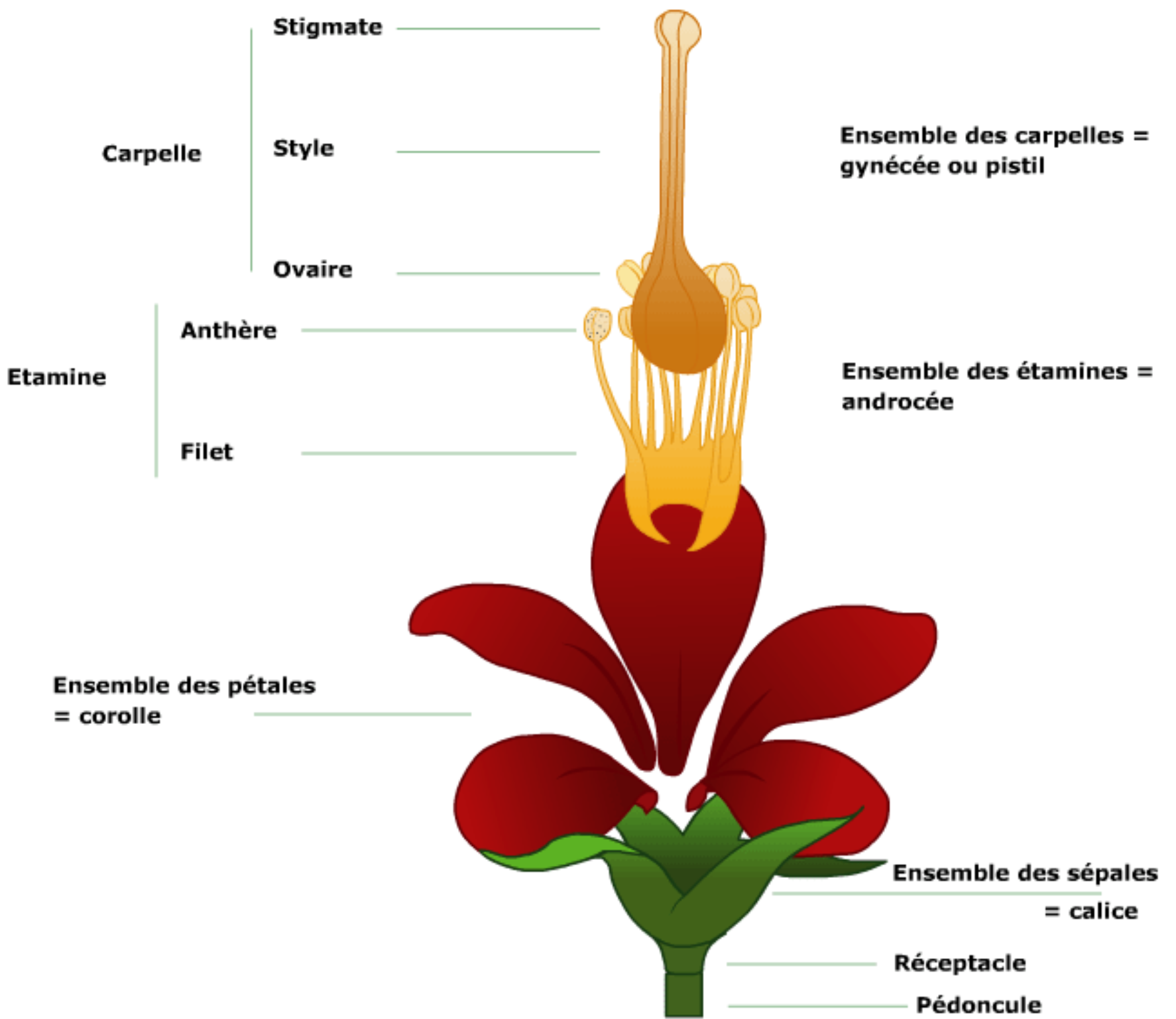 <p>ovules dans les ovaires ; ovaire supère, semi infère, infère</p>