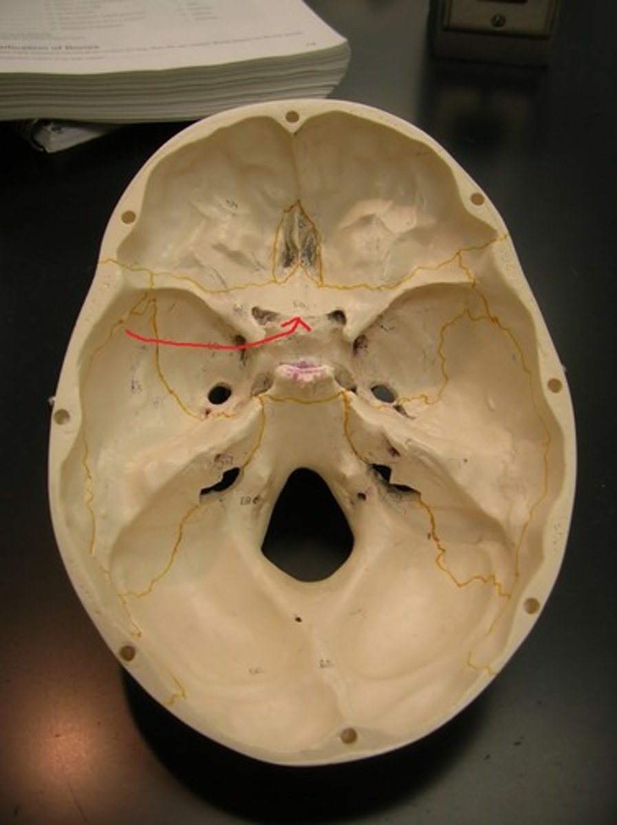 <p>2</p><p>midline ridge of bone "connecting" the sphenoidal crest</p>