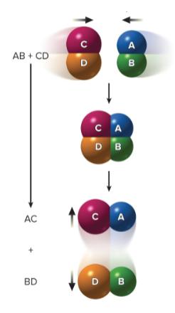 <p>Exchange reactions</p>