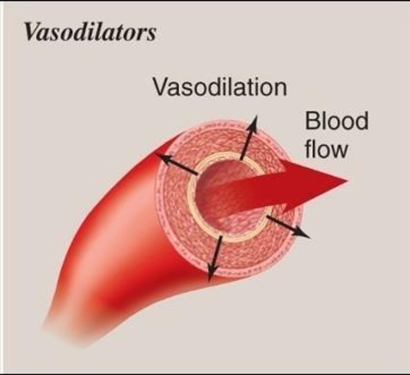 <p>Vasodilators are substances that cause smooth muscle relaxation, enlarging the lumen and increasing blood flow.</p>