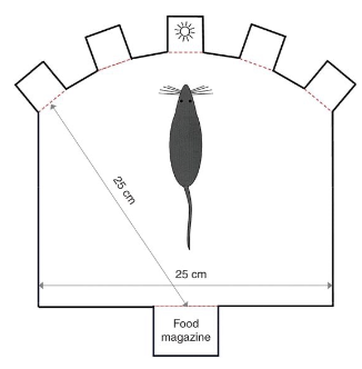 <p>rat identifies which one of the 5 holes lights up - if they stick their nose in the right hole, they get a reward</p><ul><li><p>assesses attention, accuracy, motor impulsivity</p></li><li><p>measures what happens when light flash shortens and impulsivity when rats are punished for picking a hole before light flashes</p></li><li><p>conditioning (rats get faster)</p></li></ul><p></p>