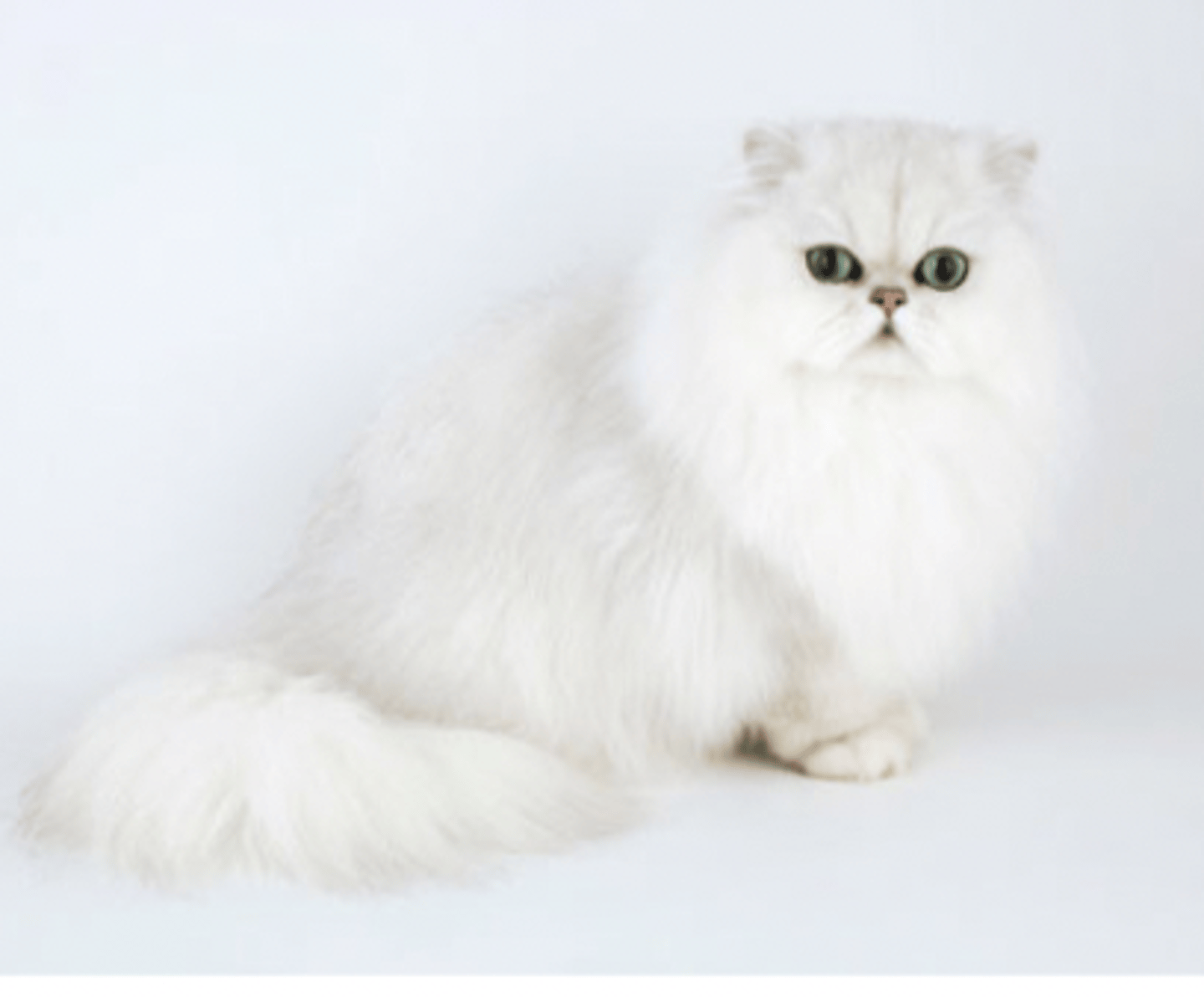 <p>long fluffy hair</p>