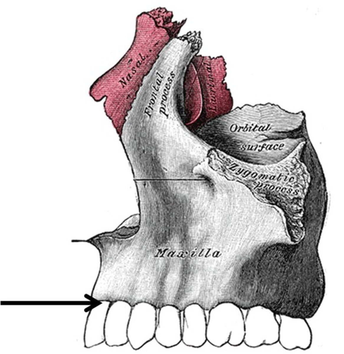 <p>Immovable, ligament (periodontal ligament) holds teeth in bony socket.</p>