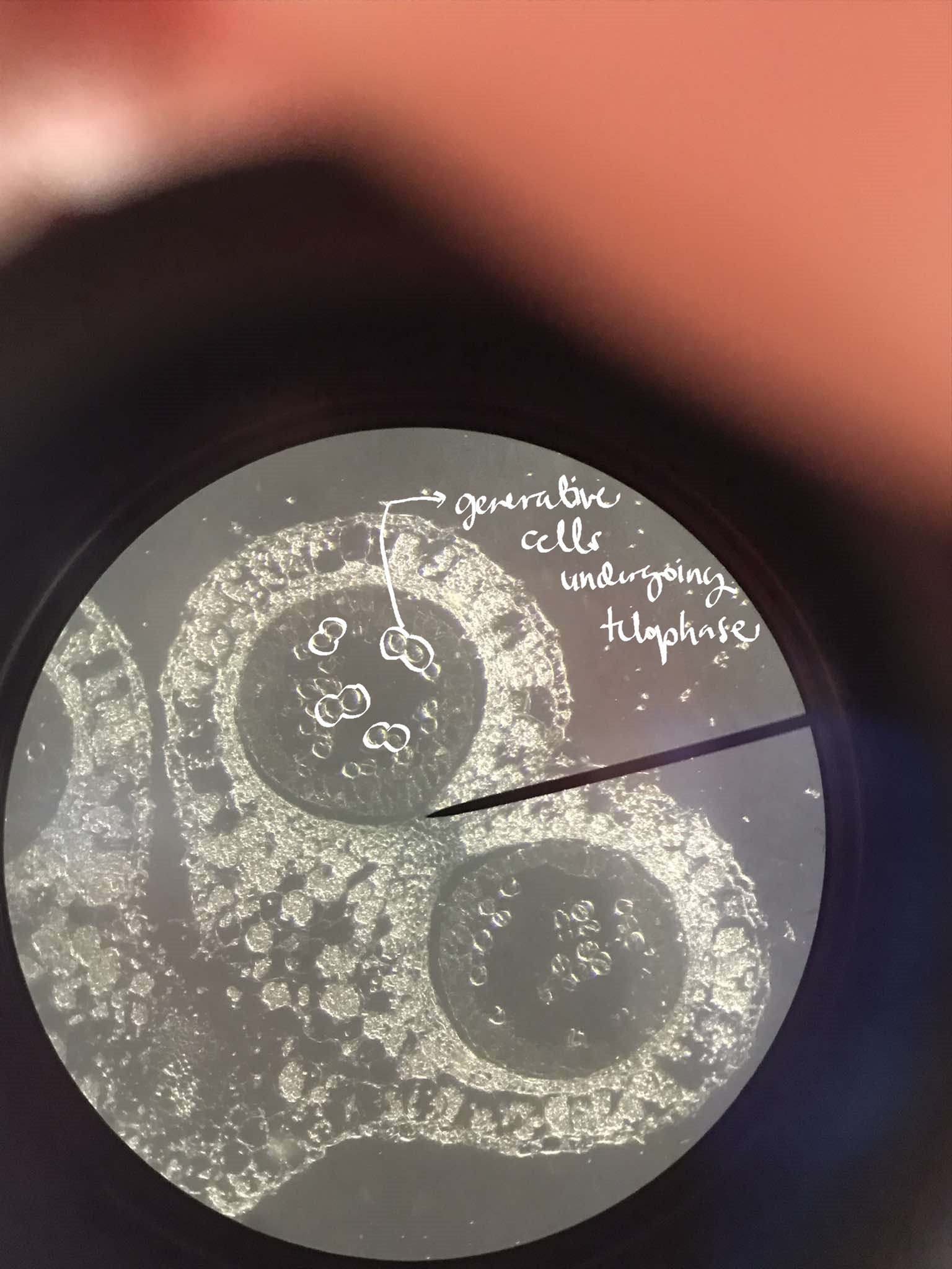 <p>identify the specimen</p>