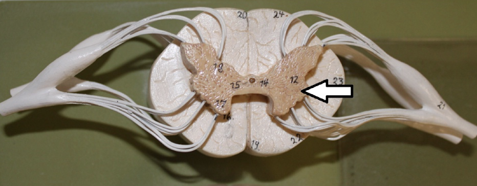 <p>identify this specific region</p>