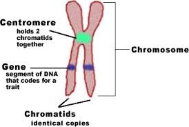 <p>threadlike structures made of DNA molecules that contain the genes</p>