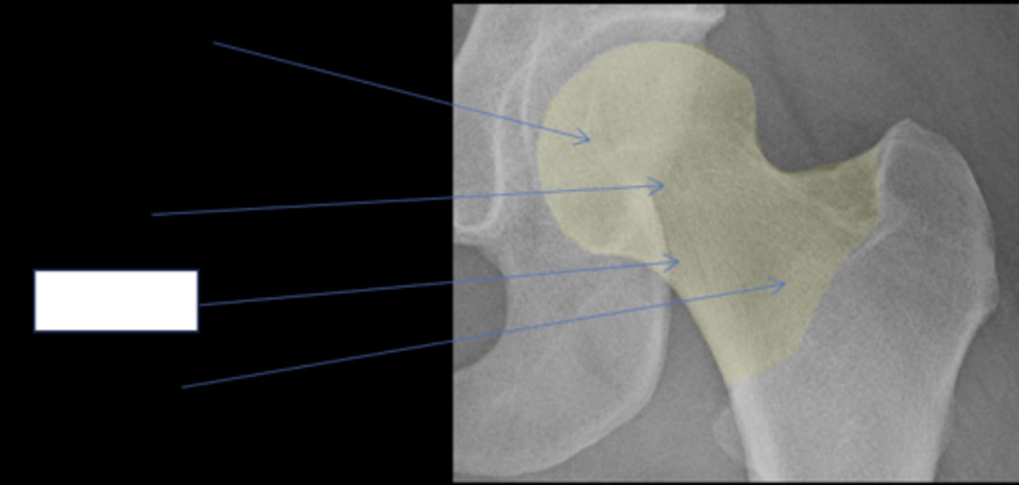 <p>ID anatomy</p>