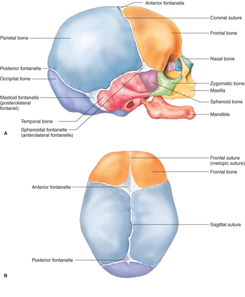 <ul><li><p>is located midline between the two parietal bones and the frontal bone. </p></li><li><p>It is the largest of the fontanelles and ossifies 18 to 24 months after birth.</p></li></ul><p></p>