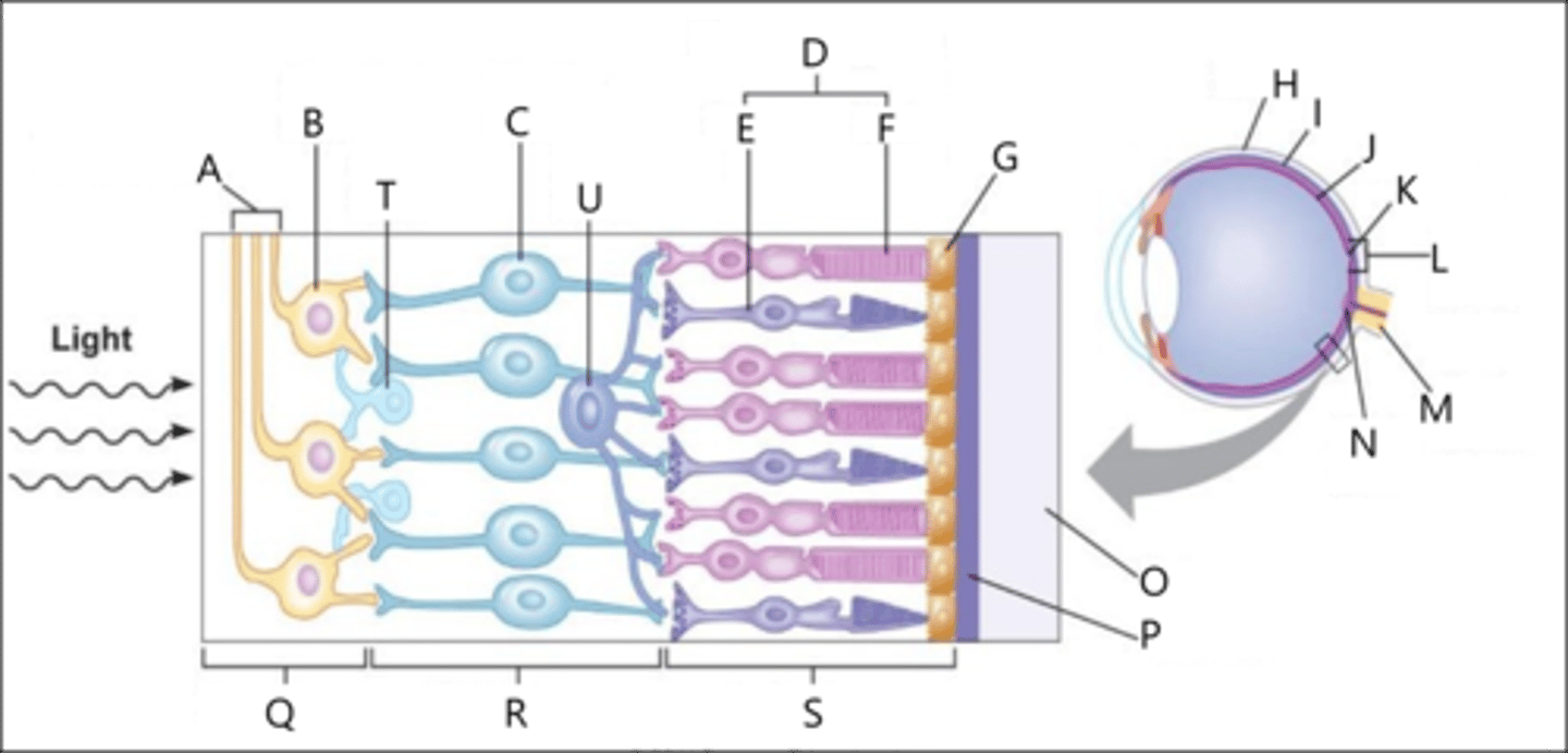 <p>Photoreception: Identify D, E, and F.</p>