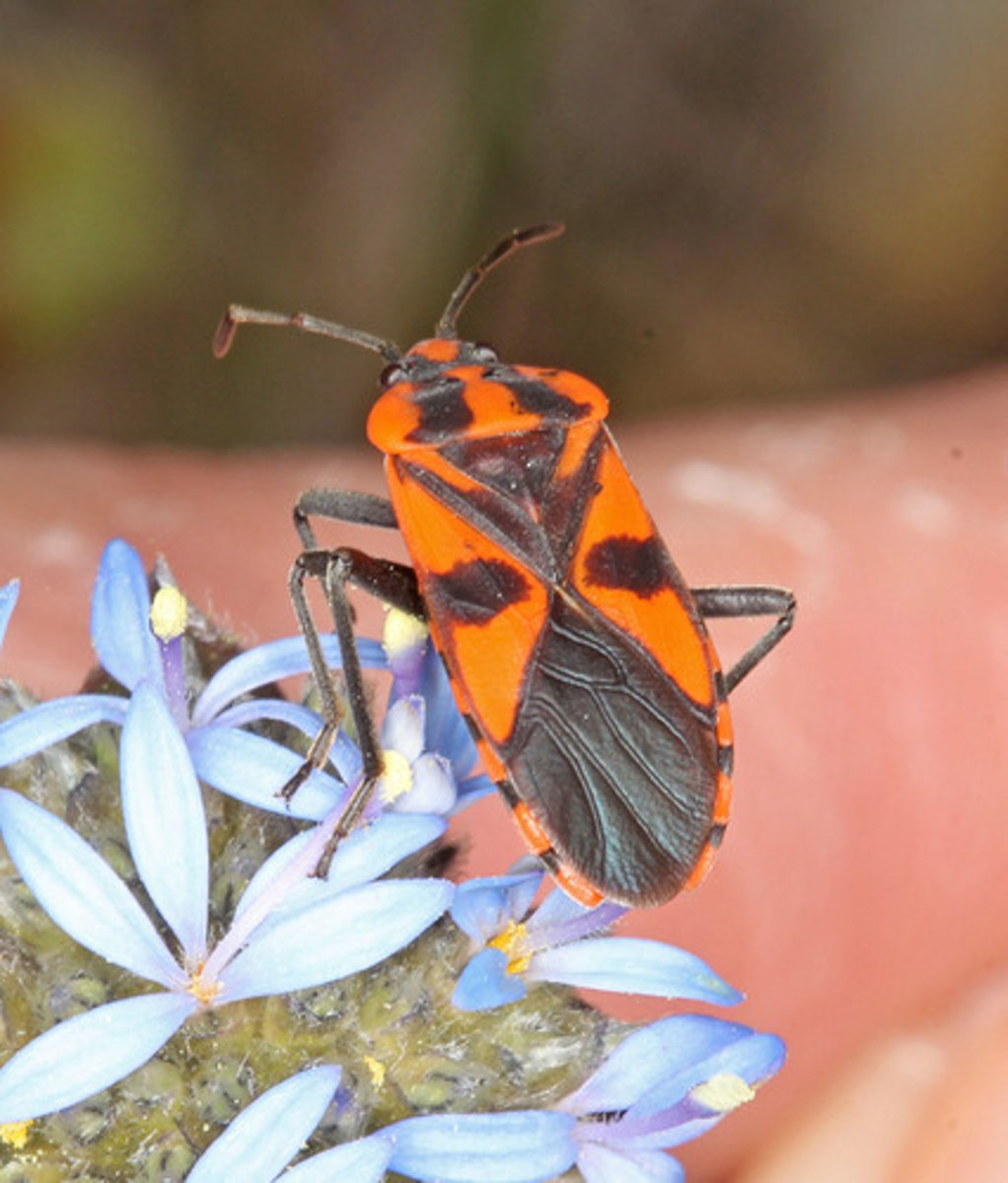 <p>True bugs</p>