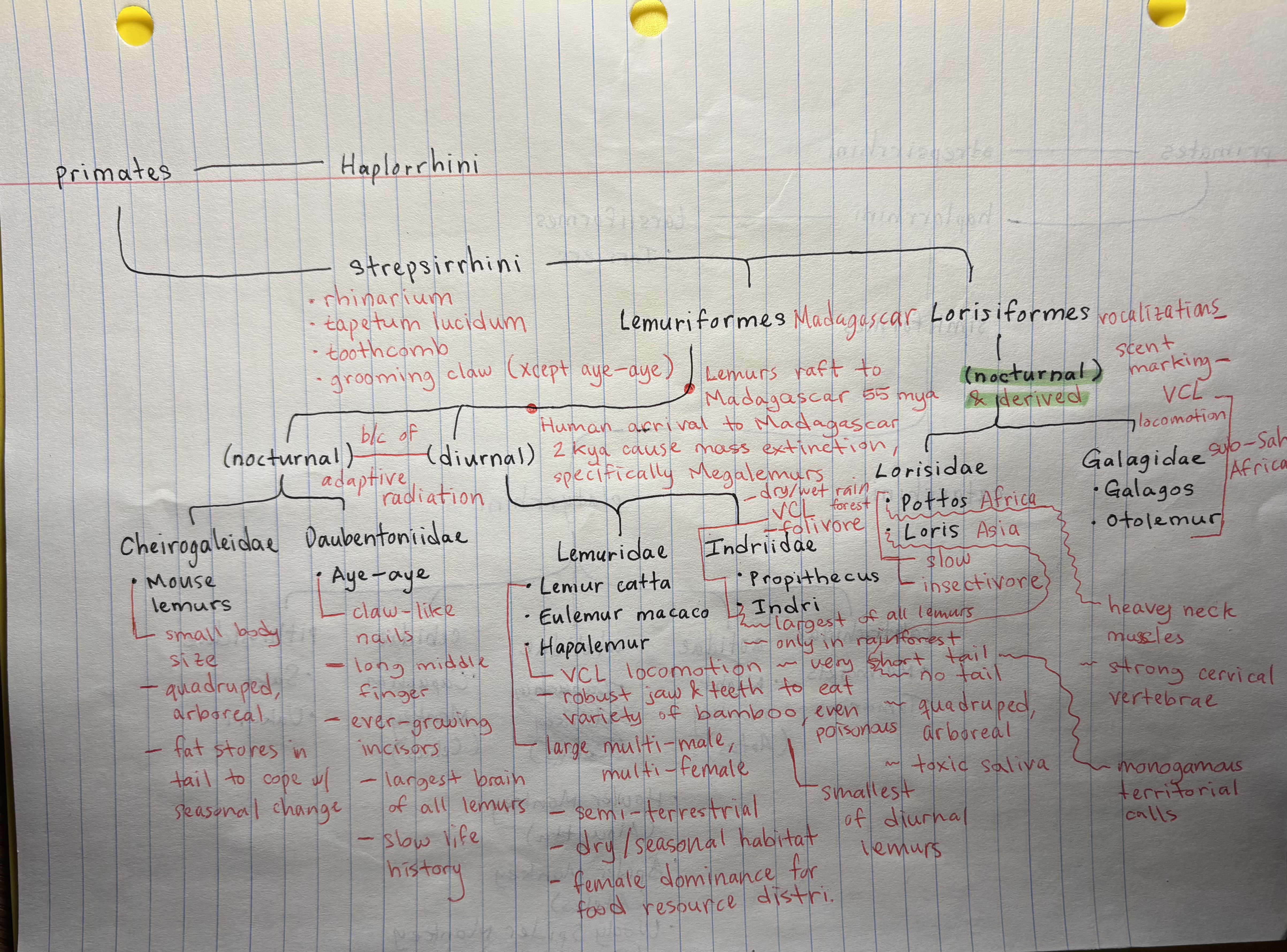 <p>key strepsirrhine traits</p>