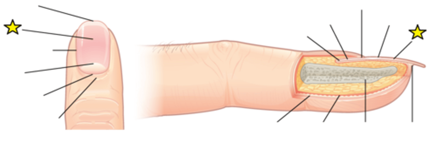 <p>Formed on the nail bed, and protects the tips of our fingers and toes as they are the farthest extremities and the parts of the body that experience the maximum mechanical stress; In addition, this structure forms a back-support for picking up small objects with the fingers. It is composed of densely packed dead keratinocytes.</p>