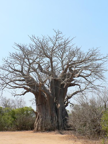 <p>Afrikaanse baobab</p>