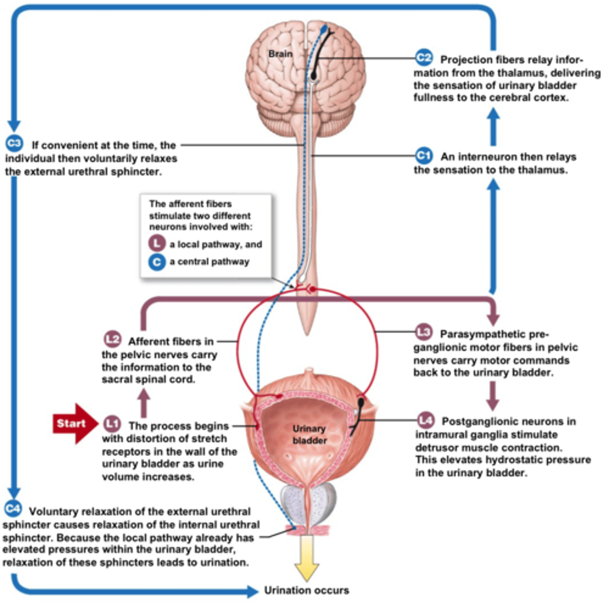 <p>Steps of micturition via parasympathetic stimulation 💤</p>