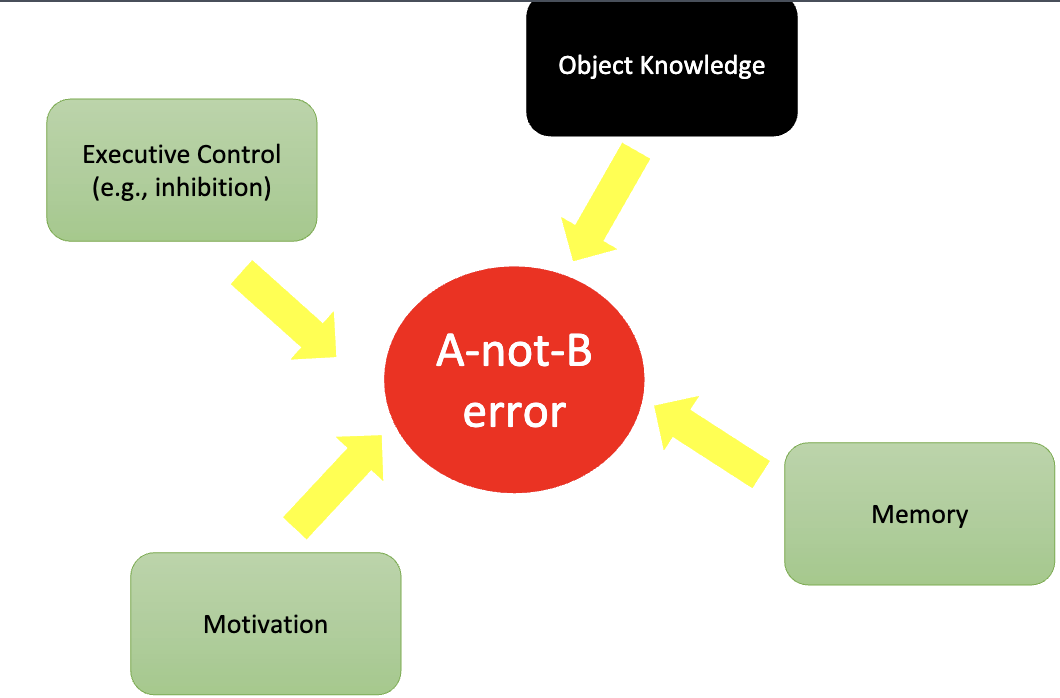 <p>piaget didn’t distinguish between competence and performance - was it that infants were not competent or the task was too difficult for them to perform well?</p><p>(a)&nbsp;&nbsp; ex: for the A-not-B error, it could be that infants have too much memory demand, have low motivation, or face inhibition to their executive control, not just that they don’t have object knowledge</p><ul><li><p>babies have been found to make more errors if they’re given more A trials</p></li></ul><p>(c)&nbsp;&nbsp; ex: lift baby before they’re allowed to go to the B location = just changing the posture of a baby before allowing their action changes performance</p><p>(d)&nbsp; ex: number conservation could have been affected by not just number knowledge, but also the language that the task is communicated in (infants don’t quite understand language yet), that the task is too demanding for the kid, or the relation between the number and other measurements of objects that confuse kids</p><p></p><p><strong>Piaget was criticized as people’s performances in specific moments should not account for their overall abilities</strong></p><ul><li><p>but Piaget’s argument was that true competence would result in consistent performance across situations</p></li><li><p>he stated that competence and performance were intertwined</p></li></ul>