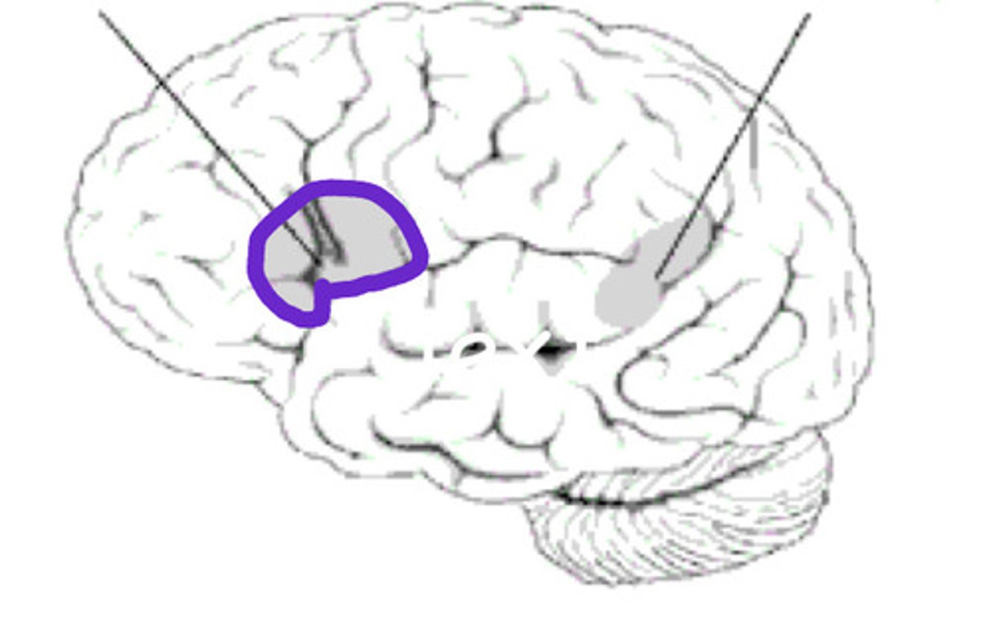 <p>- Located anterior to the primary motor area on the left frontal lobe</p><p>- Speech sound sequencing</p><p>- Has more to do with speech than language</p>