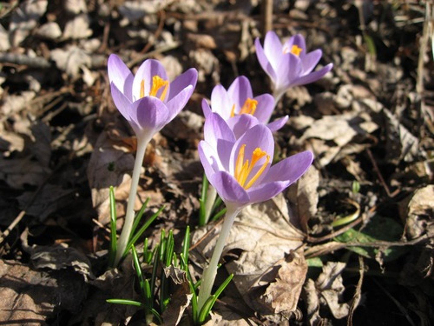 <p>Snow Crocus</p>