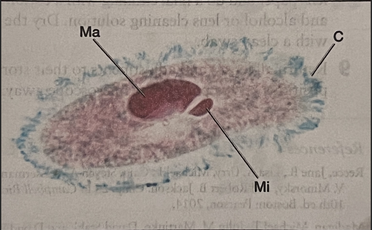 Paramecium 