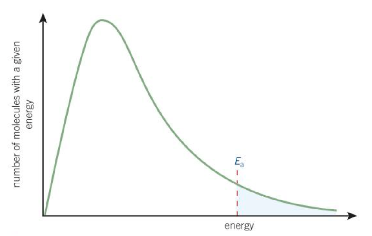<p>Higher proportion of molecules have the required activation energy with a catalyst. When molecules collide, they are more likely to react.</p>