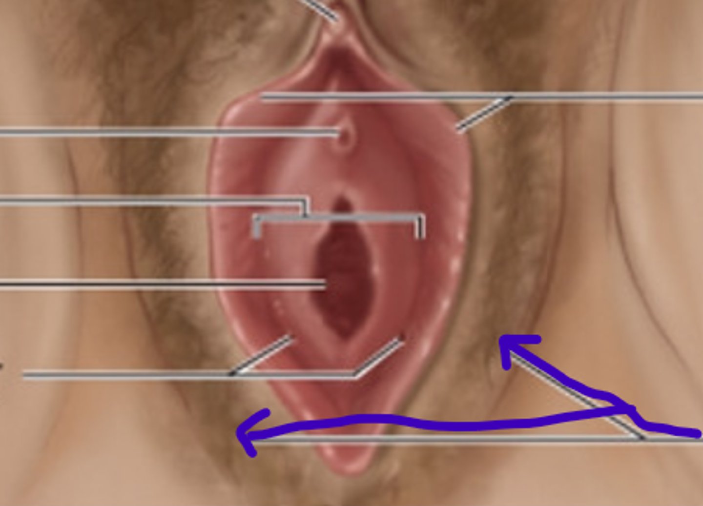 <p>Outer folds of skin that protect the vaginal and urethral openings.</p>