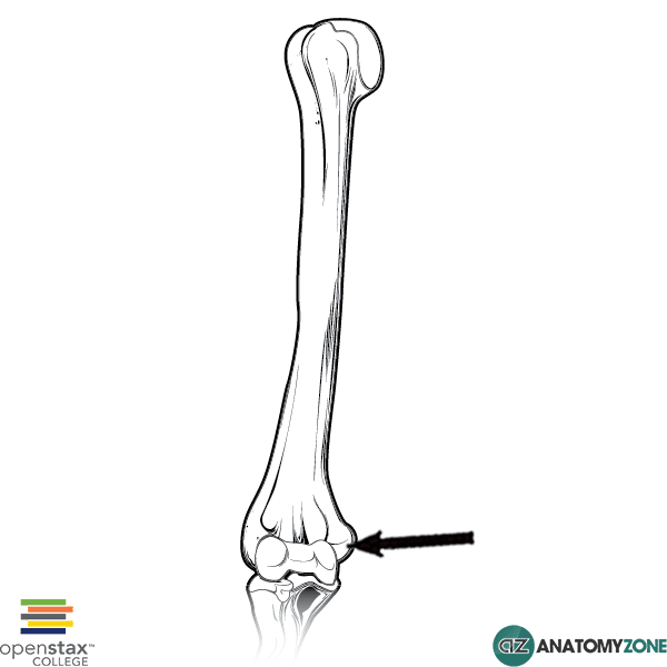 <p>name this bone or bone marking</p>