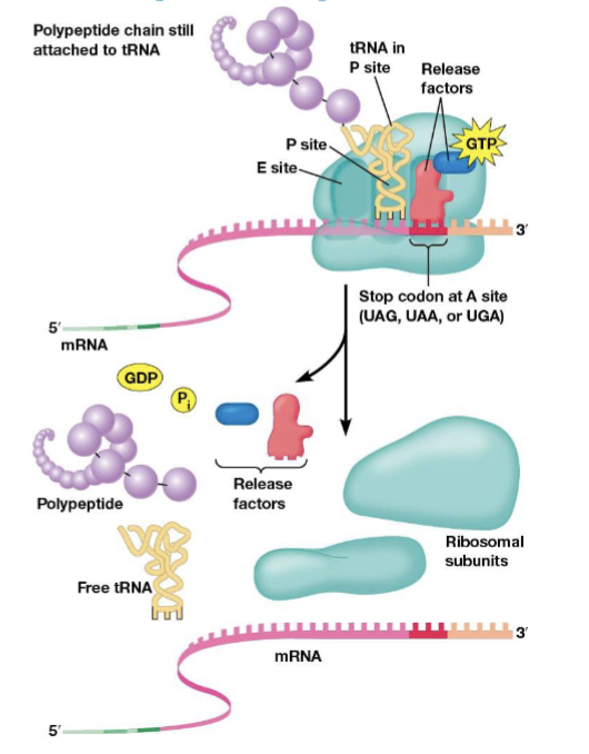 <p>recognize stop codons and stop translation, bind mRNA stop codons at the A site</p>