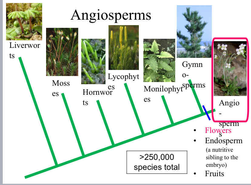 <p>Angiosperms</p>