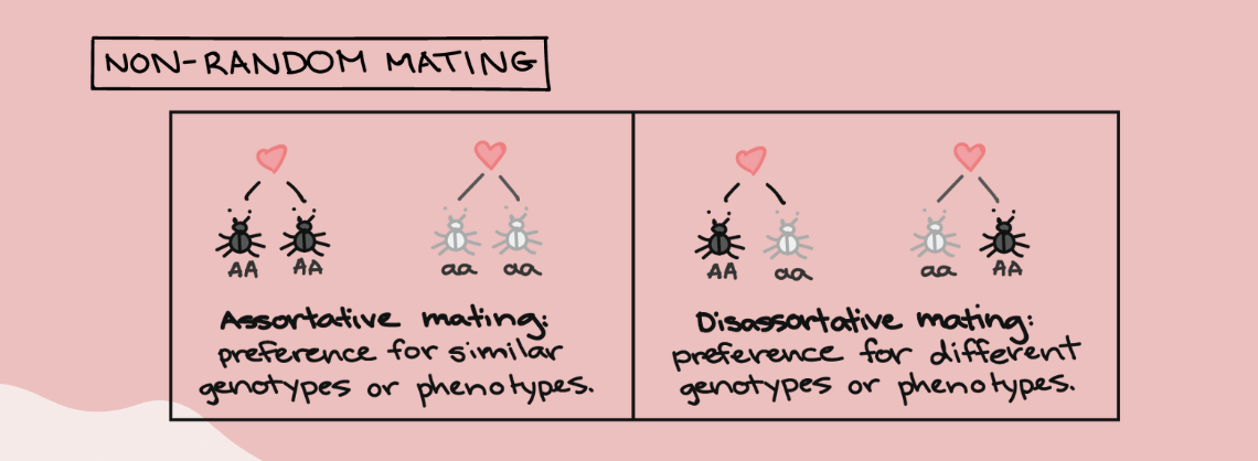 <ul><li><p>result in gene frequencies</p></li><li><p>occurs because certain alleles help or harm reproductive success of organisms that carry them</p></li></ul>