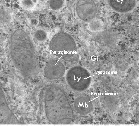 <p><span style="background-color: transparent;">contain digestive enzymes enclosed in a single membrane that help with breaking down worn-out cell parts and killing viruses/bacteria</span></p><p></p><p><span style="background-color: transparent;">digestion and recycling centers, part of the endomembrane system</span></p>