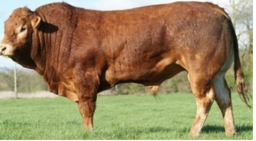 <p>Limousin</p><p></p><p><strong>Origin</strong>: France</p><p><strong>Color</strong>: Gold-Red or Black</p><p><strong>Horns</strong>: Polled or Horned</p><p><strong>Size</strong>: Large</p><p><strong>Traits</strong>: Excellent feed efficiency, adaptability, fertility, and carcass yield</p>