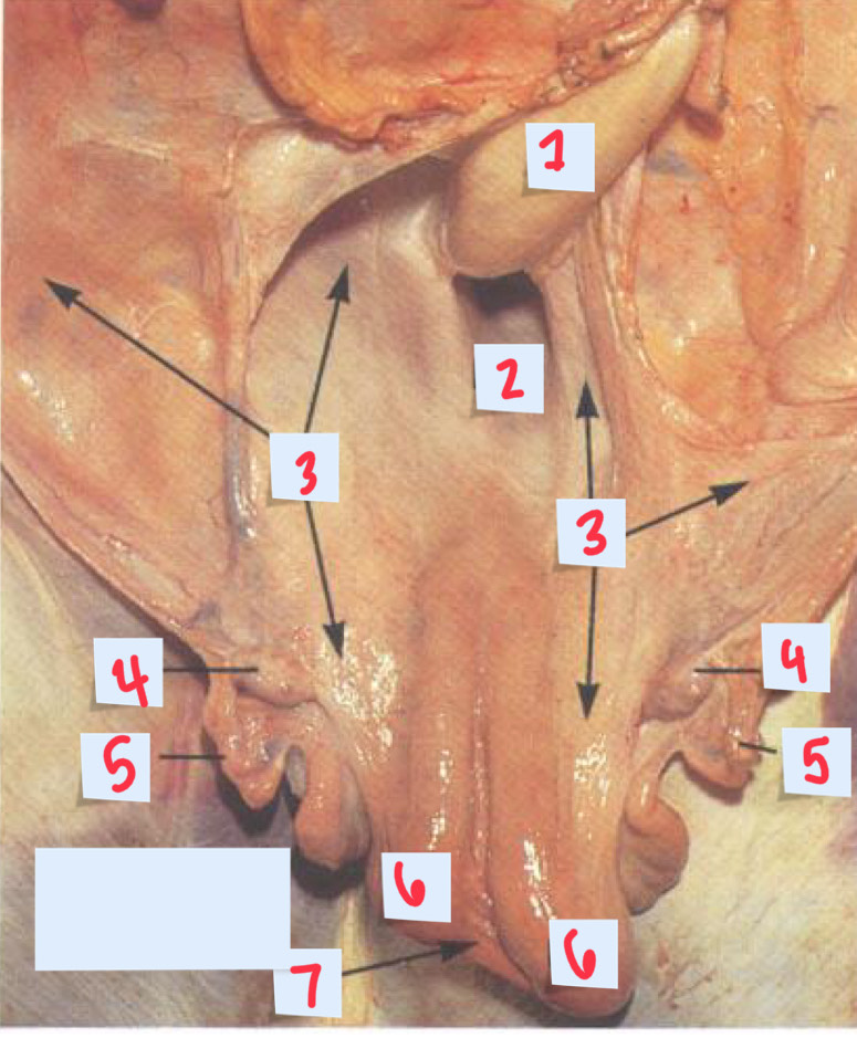<p>5 name, function</p>