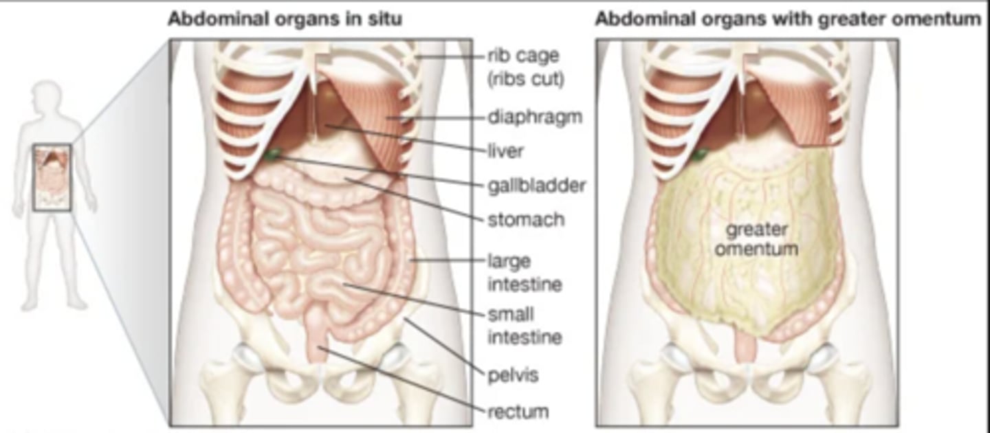 <p>Liver occupies right upper quadrant, stomach lies left upper quadrant, transverse colon crosses abdomen, and small intestine occupies central abdomen.</p>