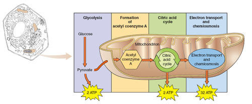 glycolysis, krebs cycle, electron transport chain
