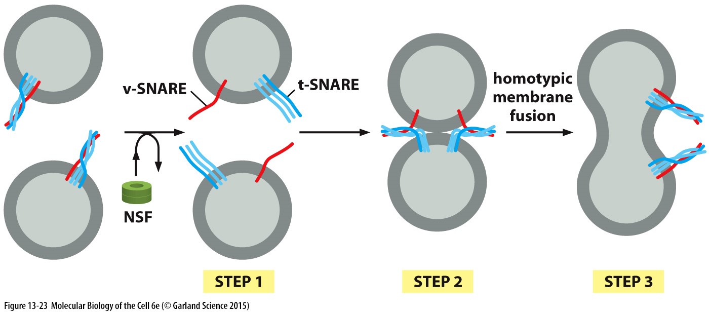 Vesicles that leave the ER have **t-snares** and **v-snares**

* **NSF** untwists the v-snare and t-snare
* nearby vesicles fuse together