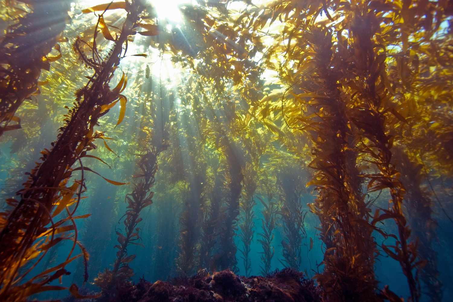 <p>Brown algae</p>