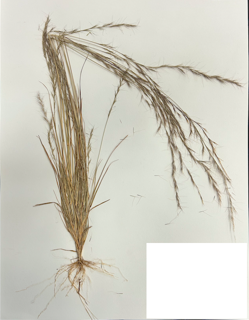 <p><span style="background-color: transparent;"><span>Order? Family?</span></span></p>