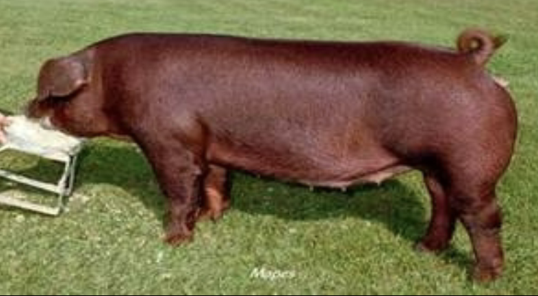 <p>Duroc </p>
