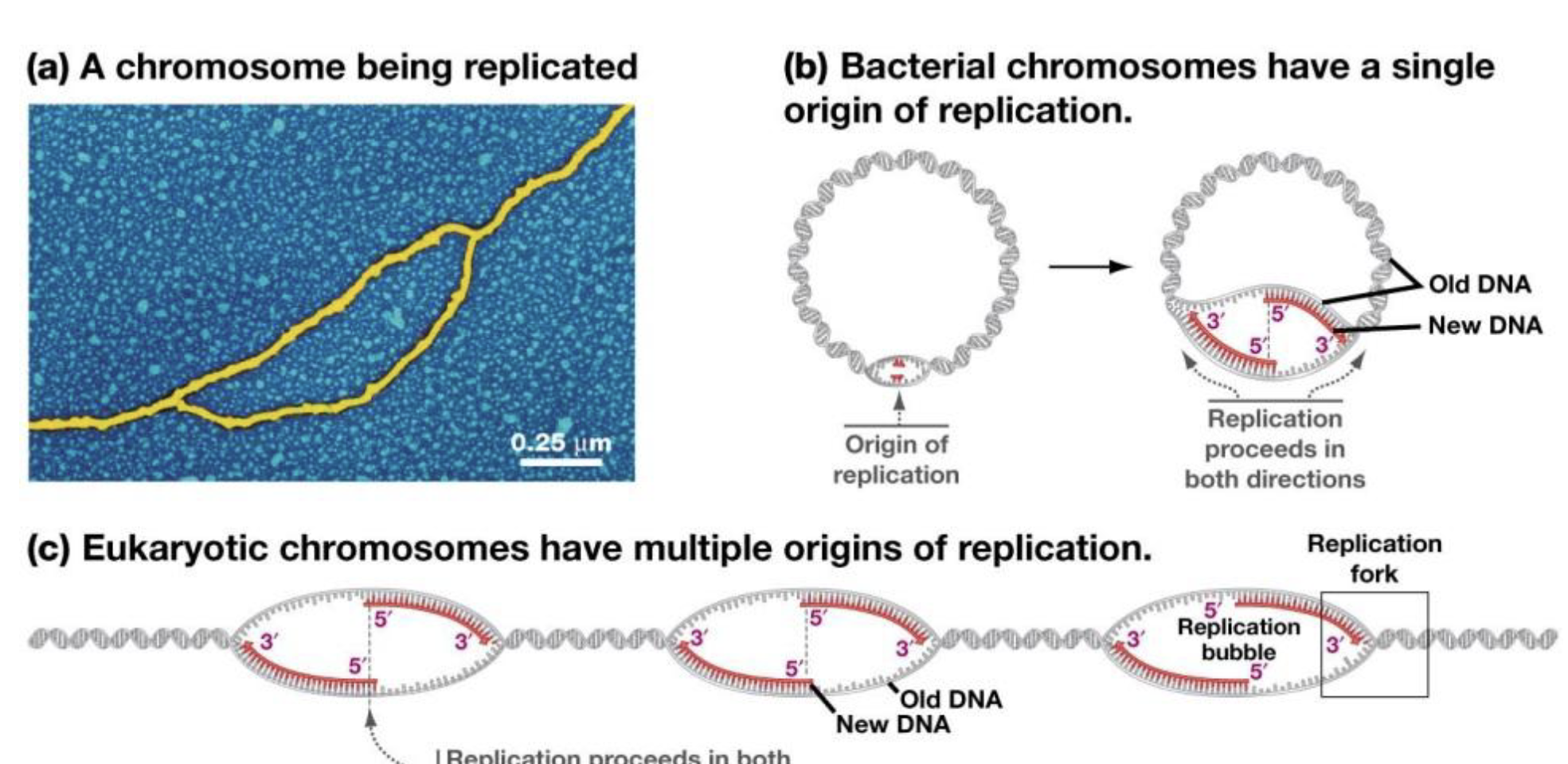 <p>Prokaryotic: Single Origin</p><p>Eukaryotic: Multiplie Origin</p>