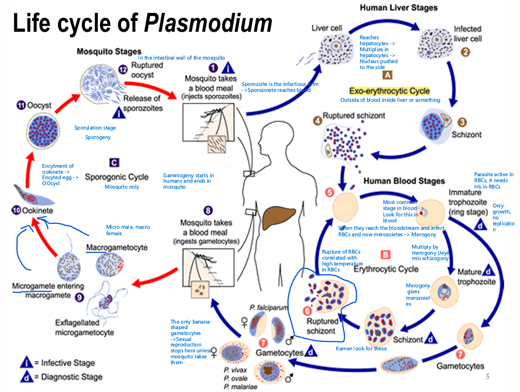 <p>Plasmodium uses mosquitos as their definitive hosts (Support sexual reproduction), and humans as their intermediate hosts (Support asexual reproduction and maturation) </p><p><strong><u><mark data-color="#ff0000" style="background-color: rgb(255, 0, 0); color: inherit;">Exo-erythrocytic Cycle</mark></u></strong>:</p><ol><li><p>Infected mosquito takes a blood meal and injects its plasmodium-infused saliva</p></li><li><p>The form injected into humans is the sporozoite form, it travels hematogenously to the liver, where it infects hepatocytes (Using Kupffer cells as an entry point)</p></li><li><p>The protozoan replicates inside the infected cells, eventually the parasite load will push the hepatocyte nucleus against the membrane, this cell form is known as a Schizont (Tissue Schizont)</p><ol><li><p>Alternatively, the sporozoite could just stay dormant and would thus be known as a Hypnozoite</p></li></ol></li><li><p>The schizont eventually ruptures, releasing Plasmodium Merozoites with RBC tropism</p></li></ol><p><strong><u><mark data-color="#ff0000" style="background-color: rgb(255, 0, 0); color: inherit;">Erythrocytic Cycle</mark></u></strong>:</p><ol><li><p>Plasmodium merozoites infect RBCs in the circulation</p></li><li><p>Inside RBCs merozoites mature into Immature Trophozoites, which look like a wedding ring inside an RBC - <em>Most commonly found stage in the blood</em></p></li><li><p>From this stage, we get divergent paths</p></li></ol><p><strong><u>A</u></strong>: Continuation of the Asexual Erythrocytic cycle through trophozoite maturation and schizont (Blood-stage schizont) formation then schizont rupture to give merozoites again which directly infect RBCs<br><strong><u>B</u></strong>: Switch to gametocyte formation of male and female gametocytes in preparation for the Sporogonic Cycle</p><p><strong><u><mark data-color="#ff0000" style="background-color: rgb(255, 0, 0); color: inherit;">Sporogonic cycle</mark></u></strong>:</p><ol><li><p>When a mosquito takes a blood meal from an infected human, it uptakes the gametocytes (Other forms of the parasite die), and becomes infected itself</p></li><li><p>The drop in temperature inside the mosquito’s gut triggers the maturation of male and female gametocytes into micro and macro-gametes respectively</p></li><li><p>The microgamete fertilizes the macrogamete to give an <u>Ookinete</u></p></li><li><p>The ookinete encysts and becomes an Oocyst</p></li><li><p>Rupture of the oocyst in the salivary glands of the mosquito releases the sporozoites, which can start the Exo-Erythrogenic cycle again</p></li></ol><div data-type="horizontalRule"><hr></div><div data-youtube-video=""><iframe width="640" height="480" allowfullscreen="true" autoplay="false" disablekbcontrols="false" enableiframeapi="false" endtime="0" ivloadpolicy="0" loop="false" modestbranding="false" origin="" playlist="" rel="1" src="https://www.youtube.com/embed/0uyE046It3o?si=WA-iZlxfIdVtO00w" start="0"></iframe></div><p>Sporogonic cycle</p><div data-type="horizontalRule"><hr></div><div data-youtube-video=""><iframe width="640" height="480" allowfullscreen="true" autoplay="false" disablekbcontrols="false" enableiframeapi="false" endtime="0" ivloadpolicy="0" loop="false" modestbranding="false" origin="" playlist="" rel="1" src="https://www.youtube.com/embed/Xaxjg9JOxug?si=cvLwuK2bpnjYlVkA" start="0"></iframe></div><p>Exo-erythrocytic and Erythrocytic Cycle</p>