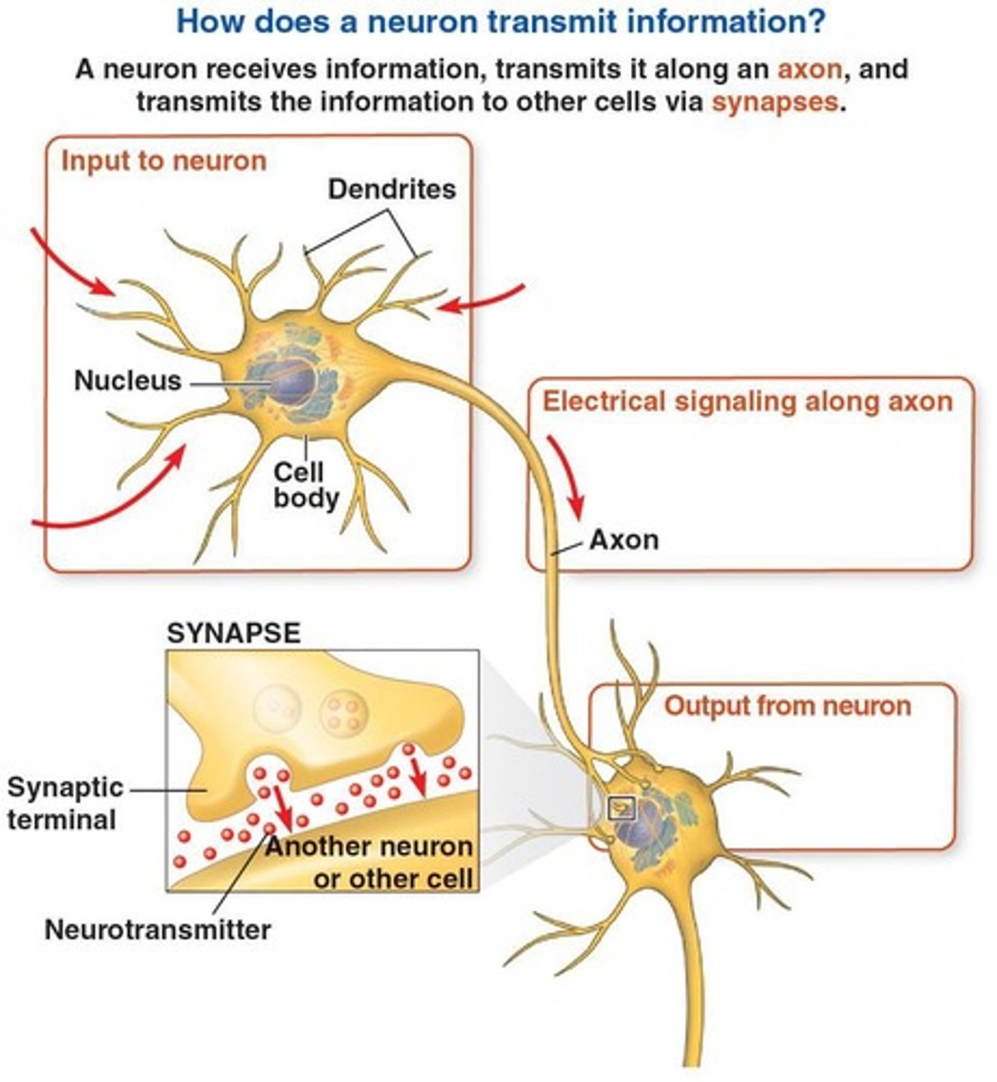 <p>Cell body, dendrites, and axon.</p>