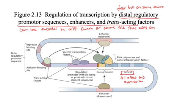 <p>regulation of transcription by distal regulatory promoter seq, enhancers, and trans-acting factors</p><p>can be encoded by a diff chrm or same one that acts on</p><p>regulated at multiple levels: genome, transcription, RNA processing and translocation, translational, posttranslational</p>